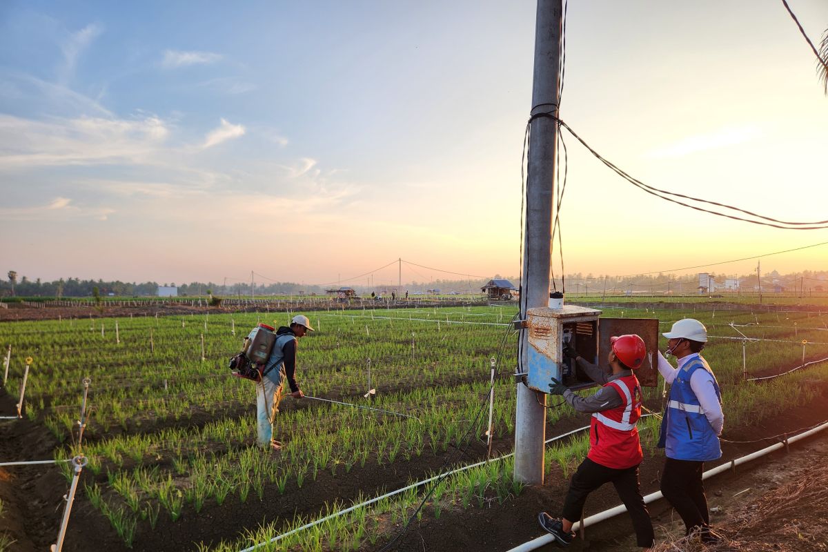 PLN Electricity Boosts Onion Farmers' Productivity in Bone