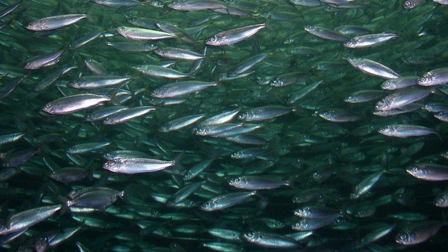 Indonesia's Fish Exports Reach Rp100 Trillion, Shrimp and Crab Become Global Favourites