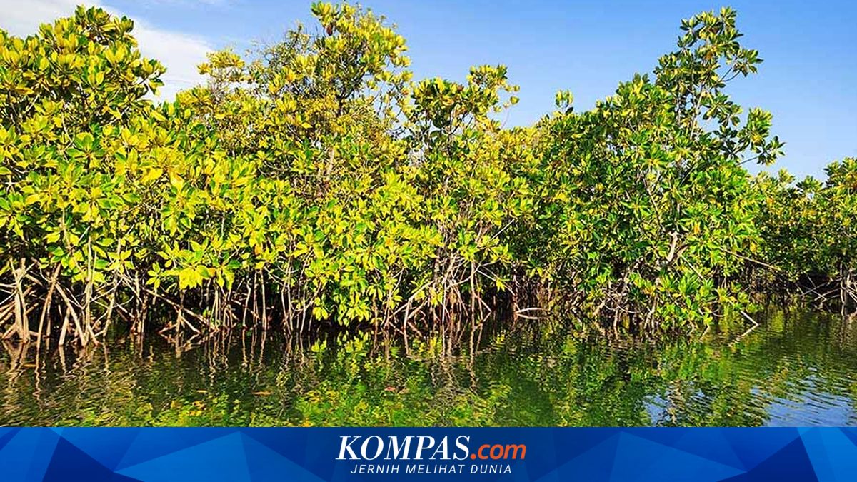 Not Just for Preventing Abrasion: Mangroves Can Absorb Heavy Metal Pollutant Mercury