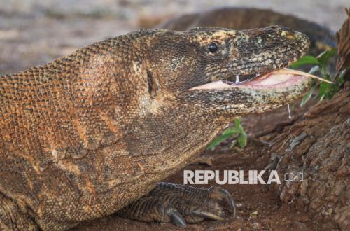 State Budget Unable to Cover Conservation Costs, Government Relies on Blended Financing