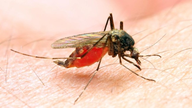 Indonesia Still "Battling" Malaria, with Over 700,000 Cases