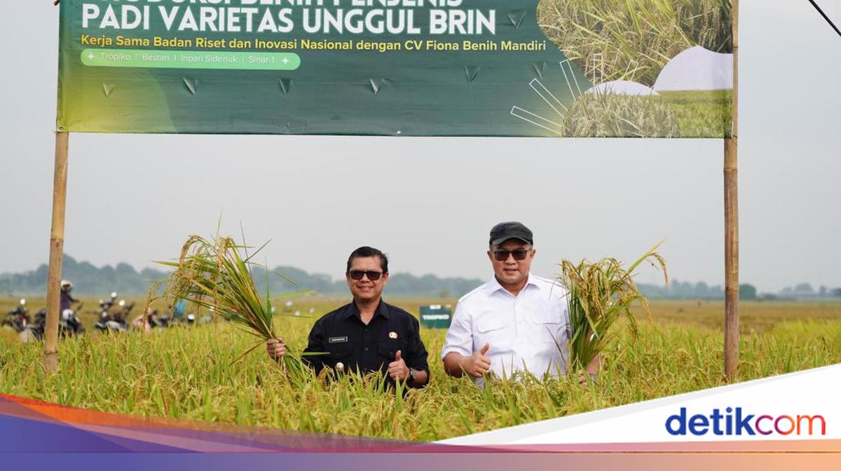 BRIN Harvests Superior Rice from Nuclear Irradiation Mutation Technology