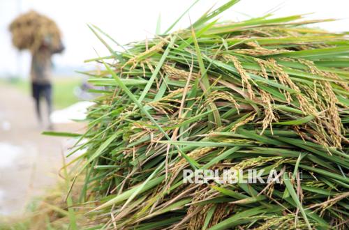 Farmers Need Real Support to Achieve ISPO Certification