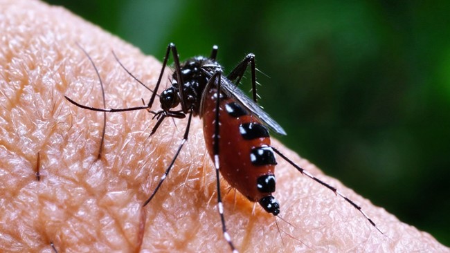 All About Malaria: Causes, Symptoms, and Prevention Methods