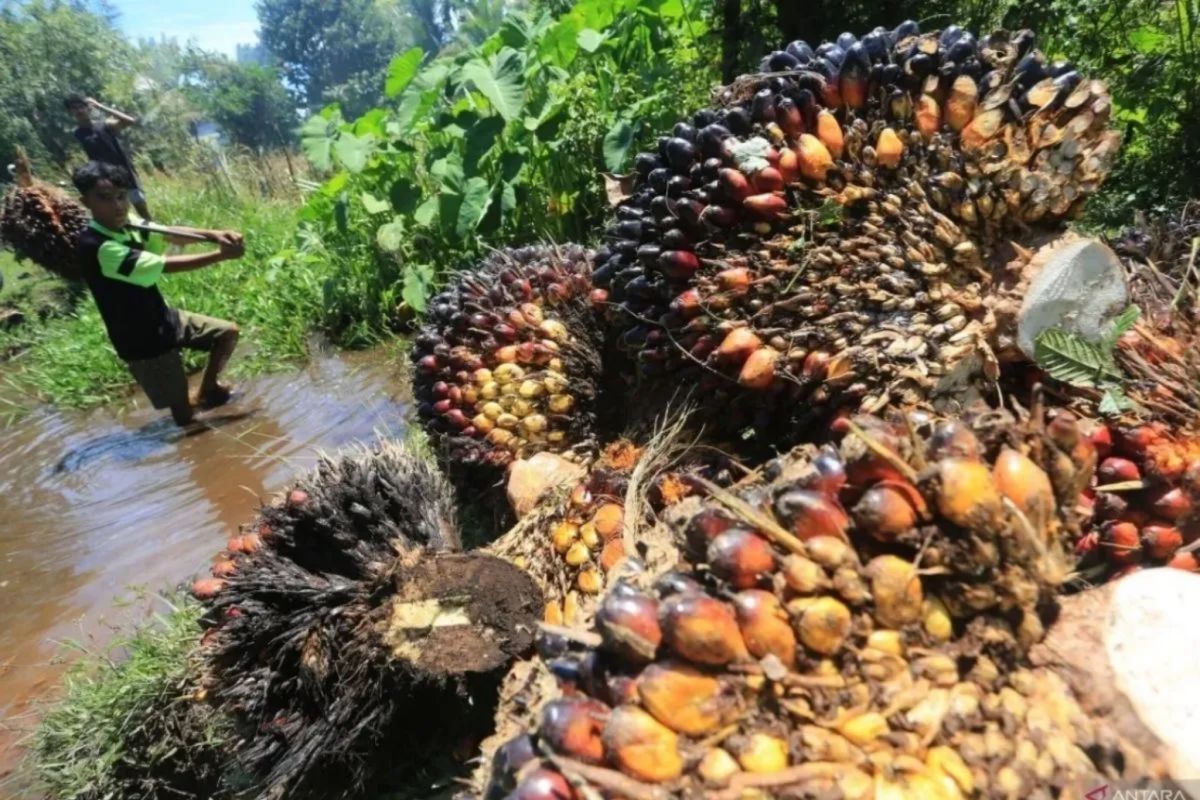 CPO Price Increase Influenced by Production Decline During Eid al-Fitr Holiday