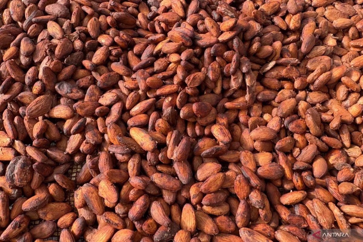 Cocoa Bean Prices Rise 2.45% Due to High Demand