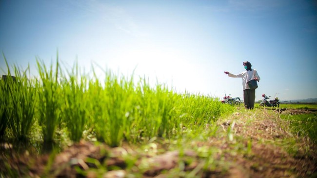 Revealed! Farmers in This Province Are the Most Prosperous in Indonesia