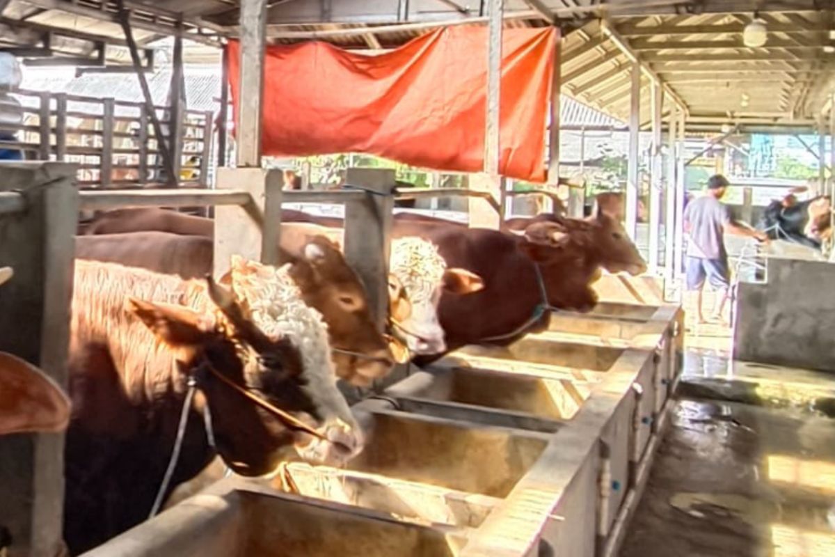 Cirebon Agriculture Office Intensifies Sacrificial Animal Inspections Ahead of Eid al-Adha
