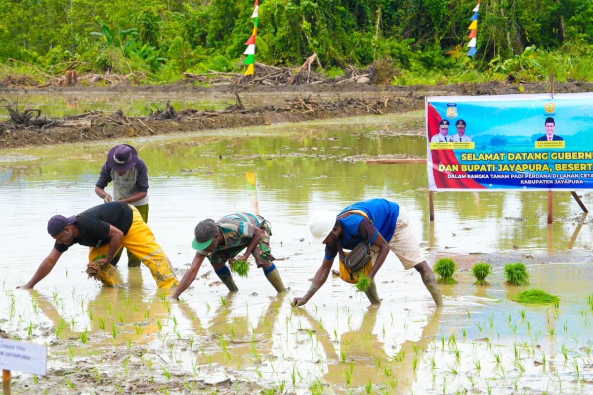 Papua accelerates rice field development towards national food self-sufficiency