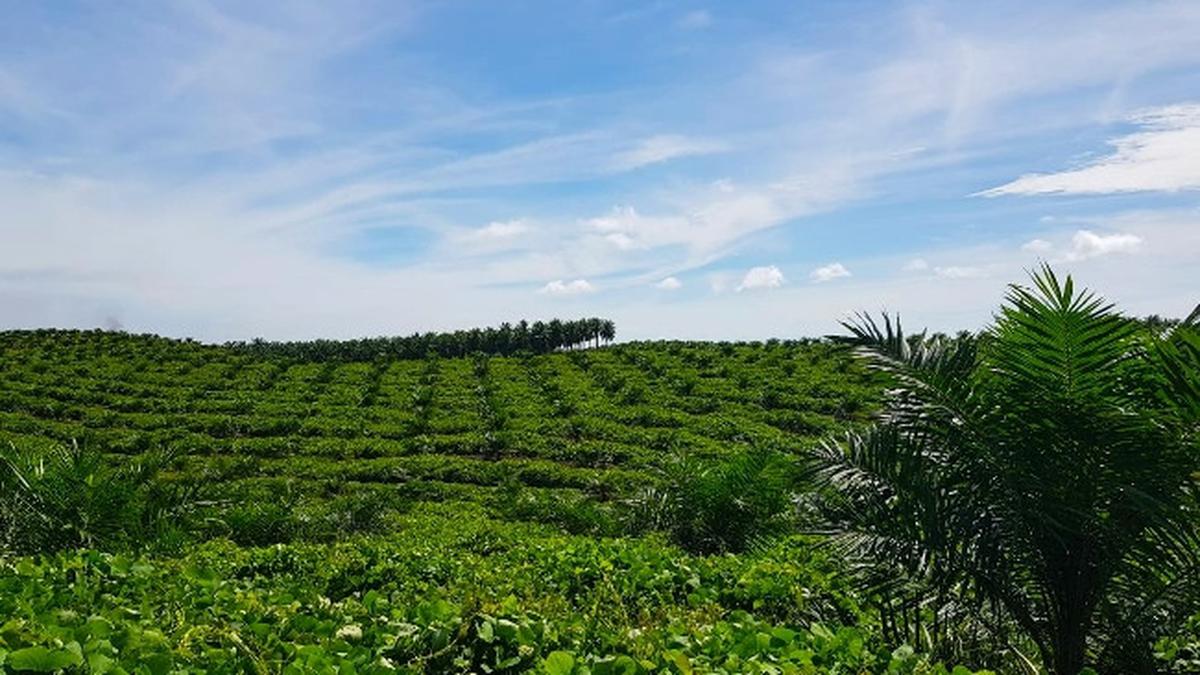 Phase II Downstreaming Begins, Indonesia to Have Integrated Palm Oil Industry in Sei Mangkei
