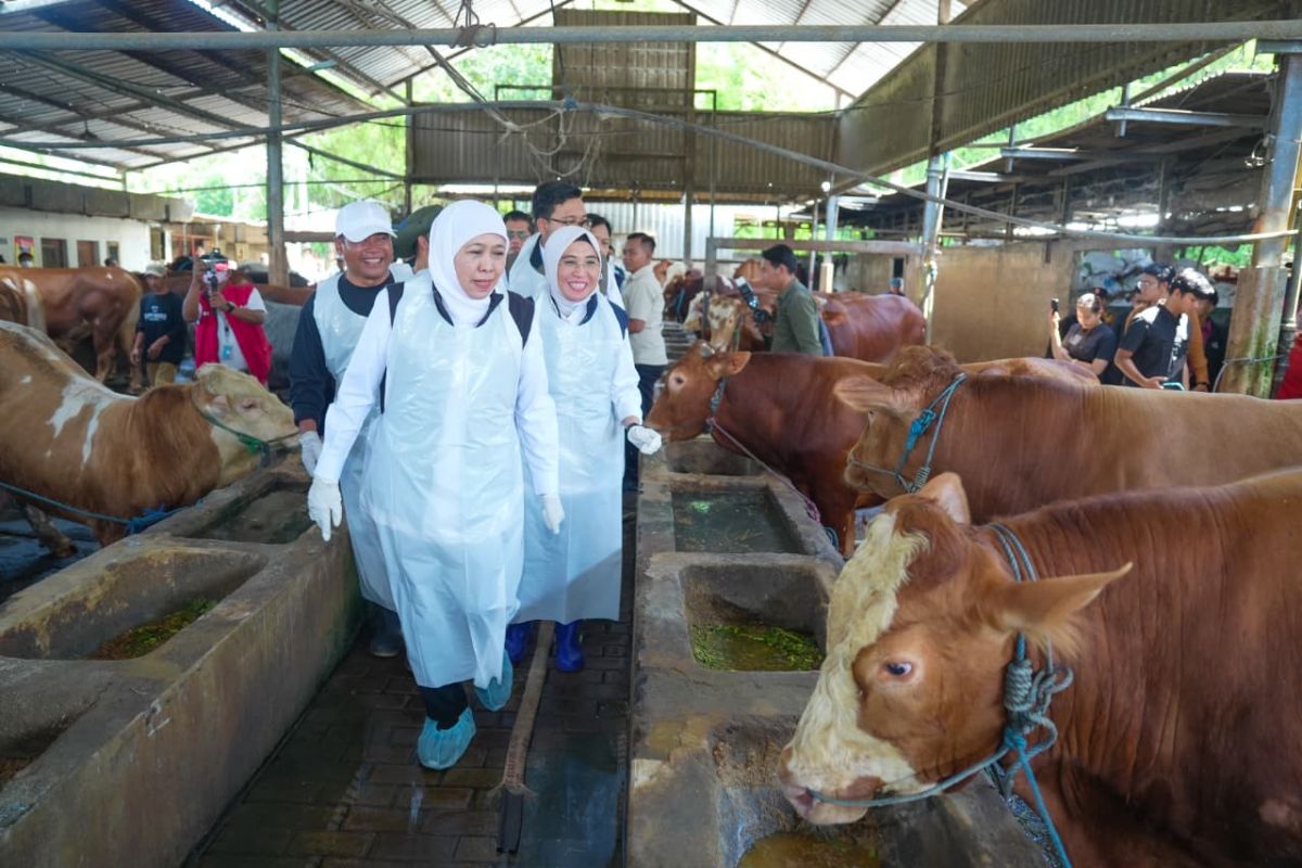 Governor states East Java has surplus of sacrificial animals