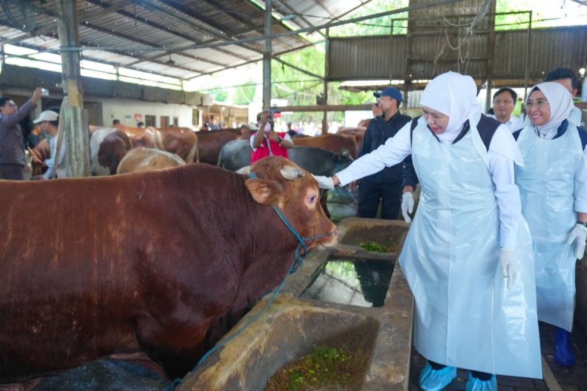 East Java Provincial Government Deploys Animal Health Inspection Team Ahead of Eid al-Adha