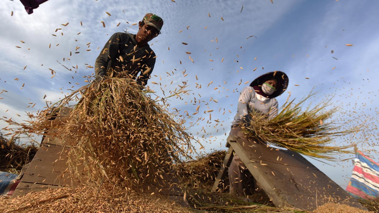 Impact of War: Fertiliser Supply Crisis Looms Over Asia's Rice Production