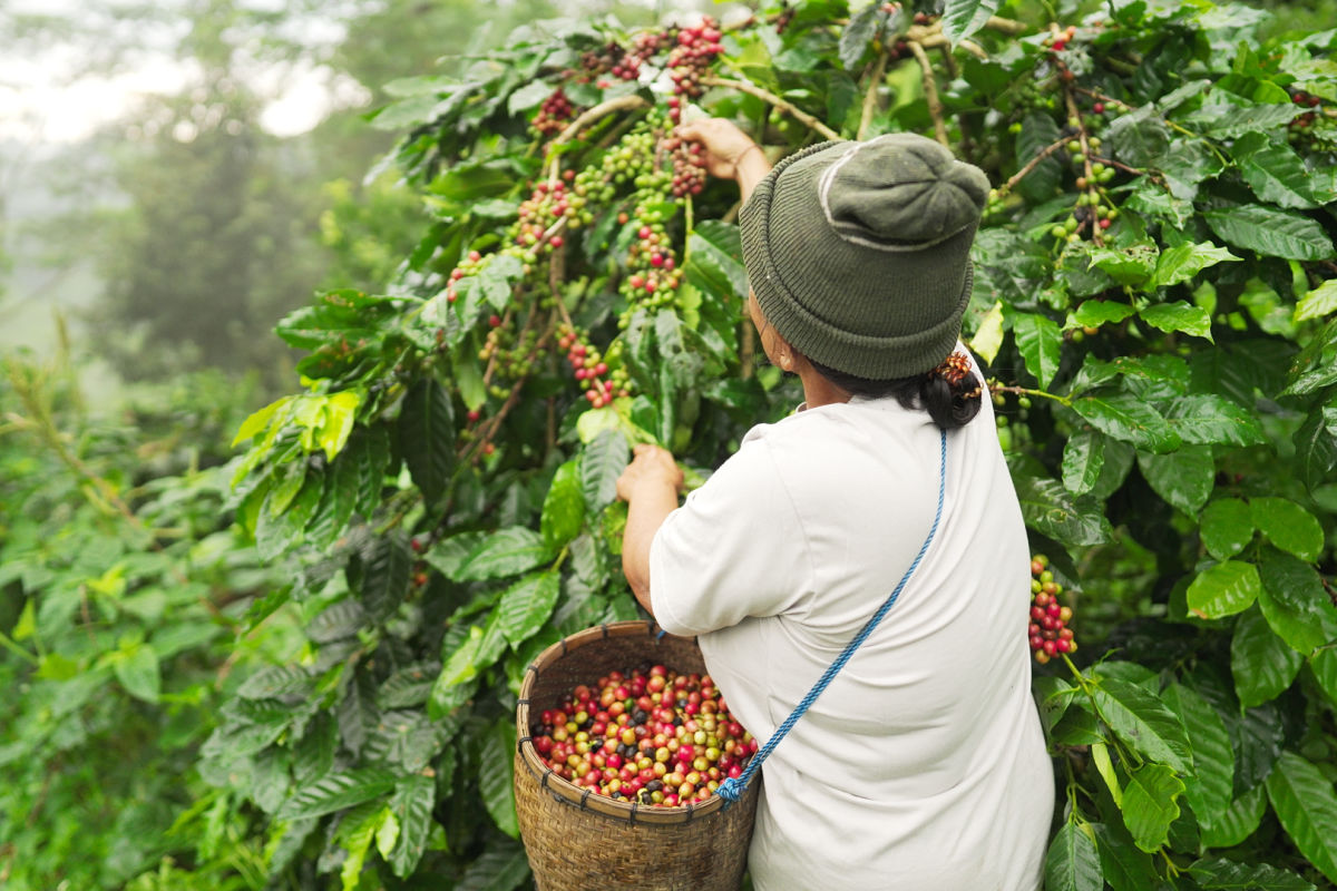 Bali’s Culinary Heritage Offers Way to Boost Tourism and Protect Nature