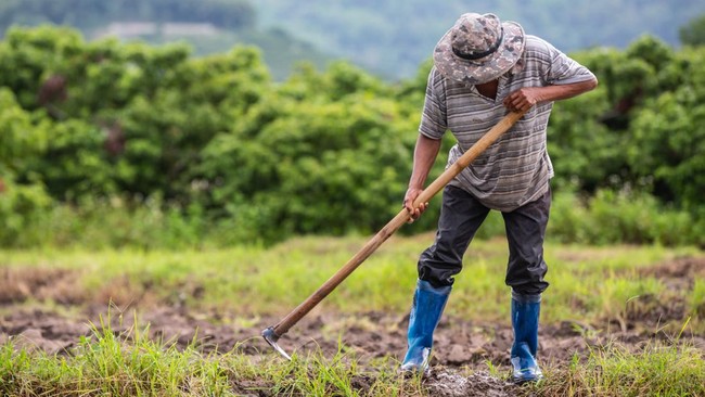 Farmer Discovers 16 kg of Gold in Rice Field, Here's What Happened to It