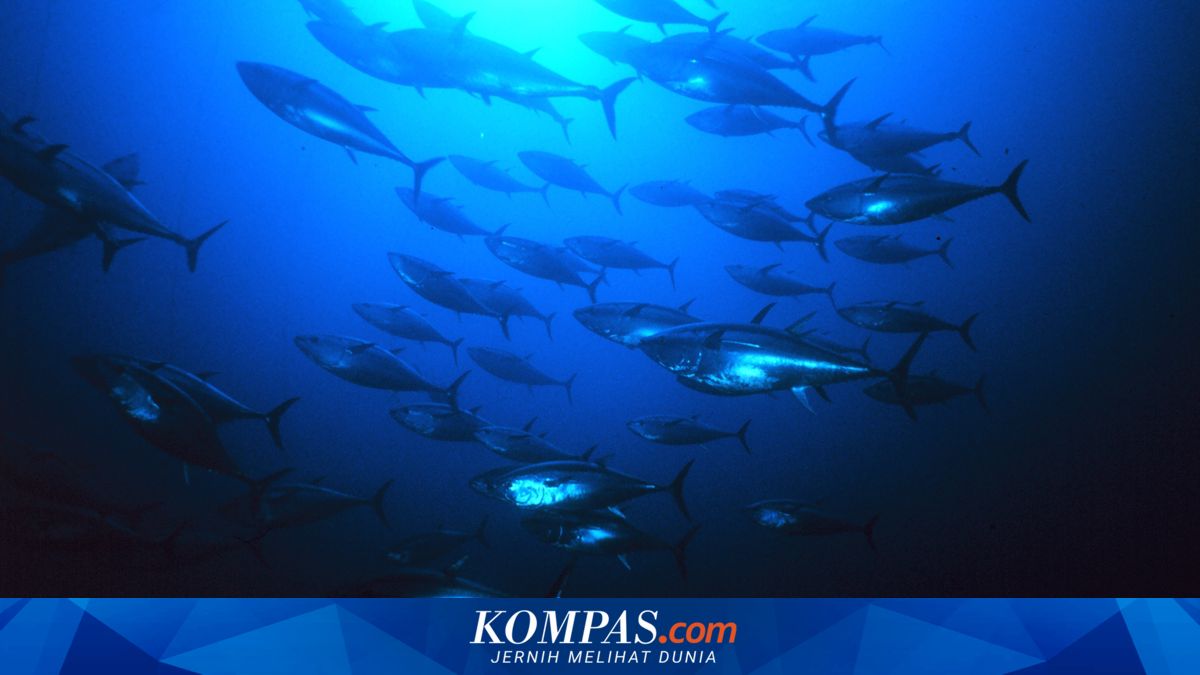 Data Issues in the Spotlight, KKP to Improve Tuna Catch Data Collection