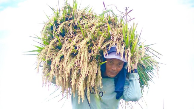 Indonesia's Rice Production Forecast to See Only Slight Increase, BPS Reveals the Culprits