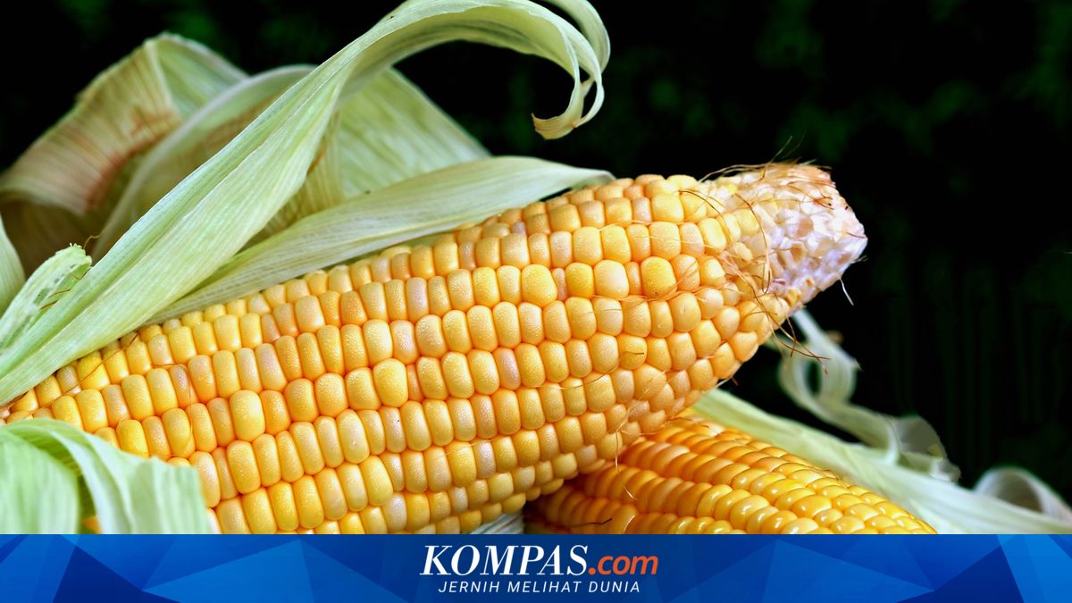 Corn Production in March 2026 Drops 14 Percent, What Are the Prospects?