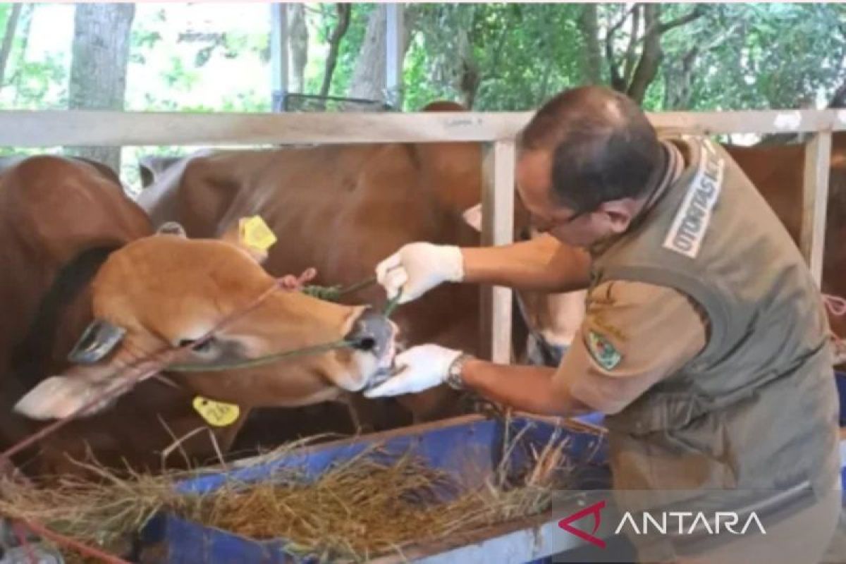 DPR Member Calls for Stricter Oversight of Sacrificial Animal Health