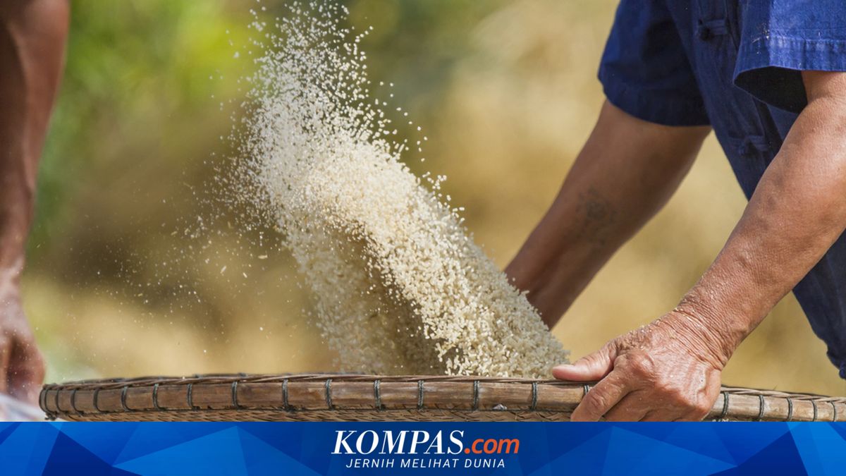 Rice Imports Pressed, Domestic Production Becomes Main Support