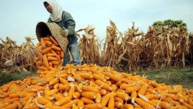 What Will Happen to Indonesia's Corn Harvest Until June 2026? BPS Says