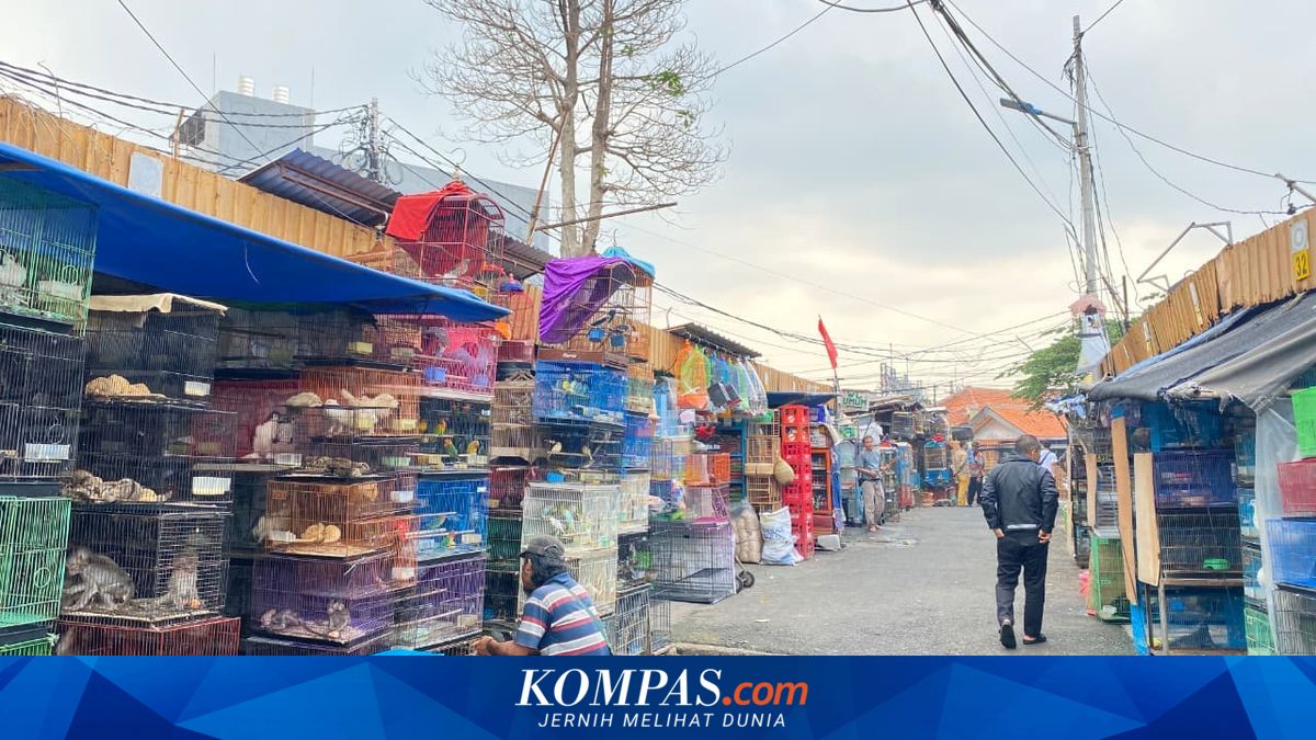BKSDA Monitors Wildlife Trade at Jatinegara Bird Market, Encourages Compliance and Conservation Education