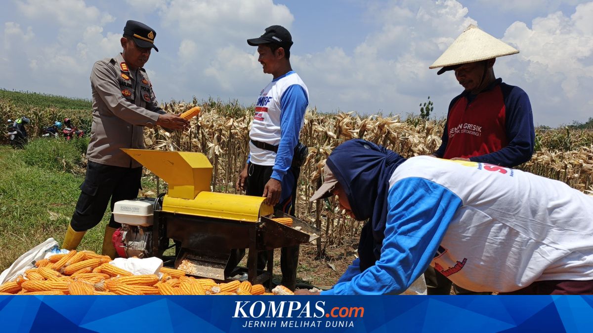 Corn Production in the First Half of 2026 Projected to Decline to 8.33 Million Tons