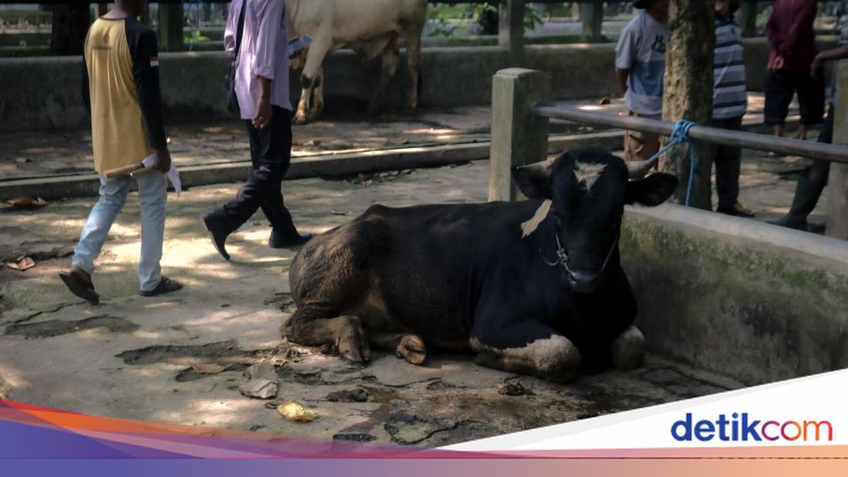 Cattle Traders in Sleman Anxious as Sacrificial Animal Sales Slump This Year: Usually Sold 30 Already