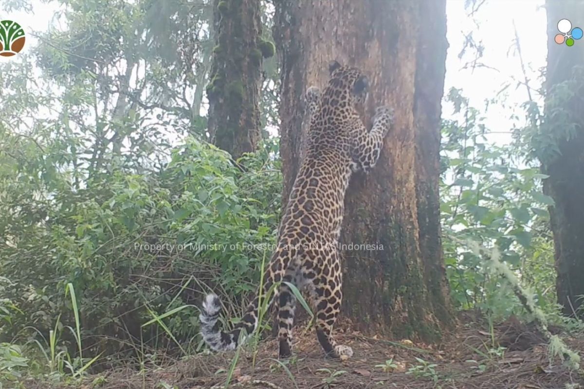 Population Survey Identifies Eight Javan Leopards in Bromo Tengger Semeru National Park