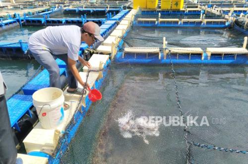 Kundur Residents in Riau Islands Transform Abandoned Land into Economic Resource