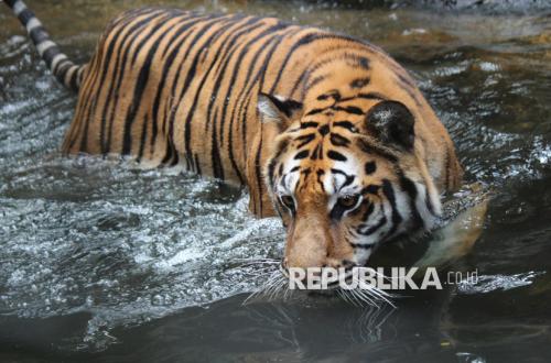 Awaiting Solutions for Bandung Zoo Management