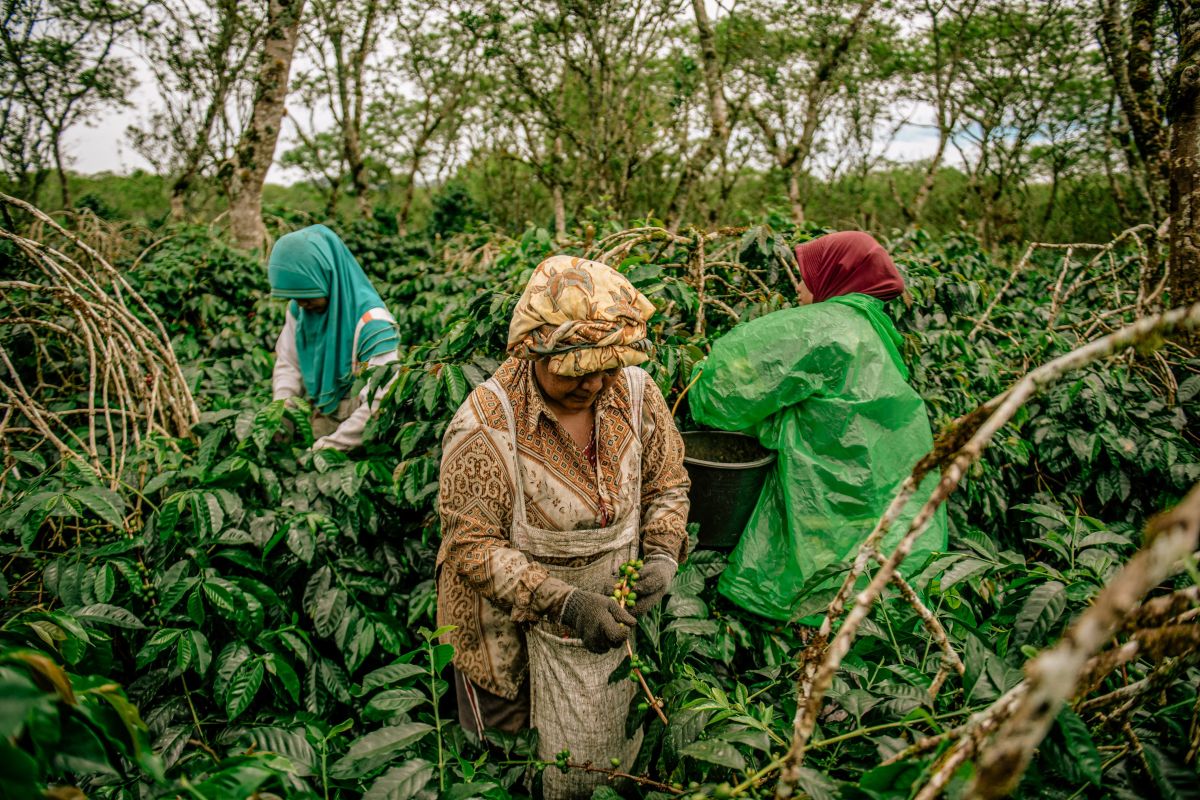 USK Researcher: Floods and Landslides Pressure Gayo Coffee Production
