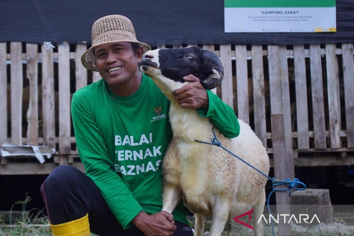 Baznas empowers Lamongan mustahik livestock farmers to supply sacrificial animals
