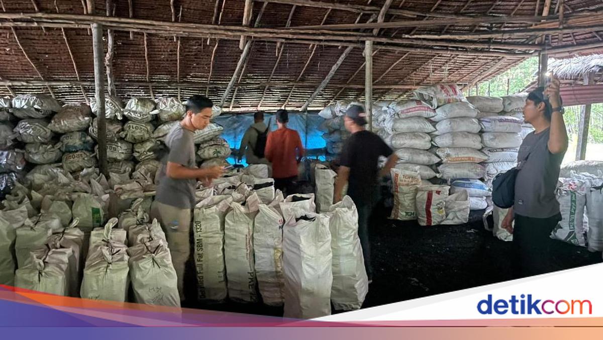 Mangrove Forests in Riau Damaged and Turned into Charcoal, Two Perpetrators Arrested