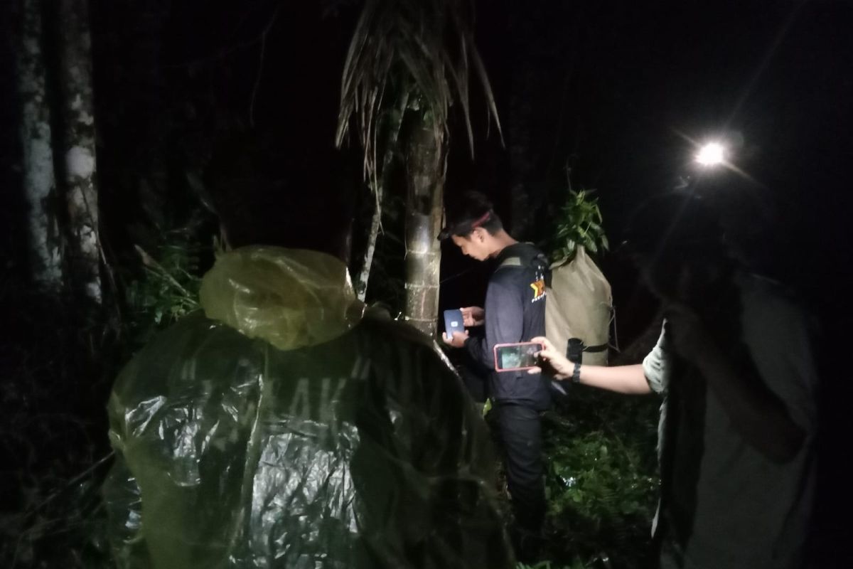 West Sumatra BKSDA prepares tranquilliser option for Sumatra tiger evacuation