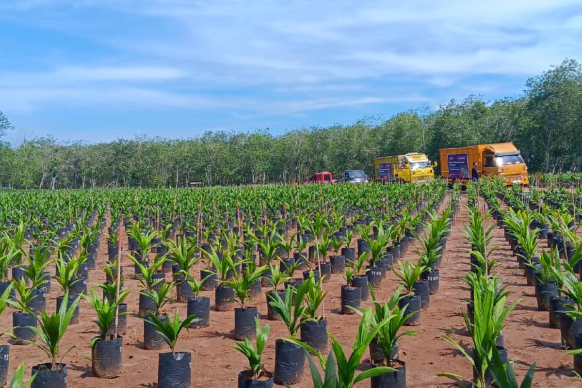 Gapki Distributes Palm Oil Genetic Resources from Tanzania in North Sumatra