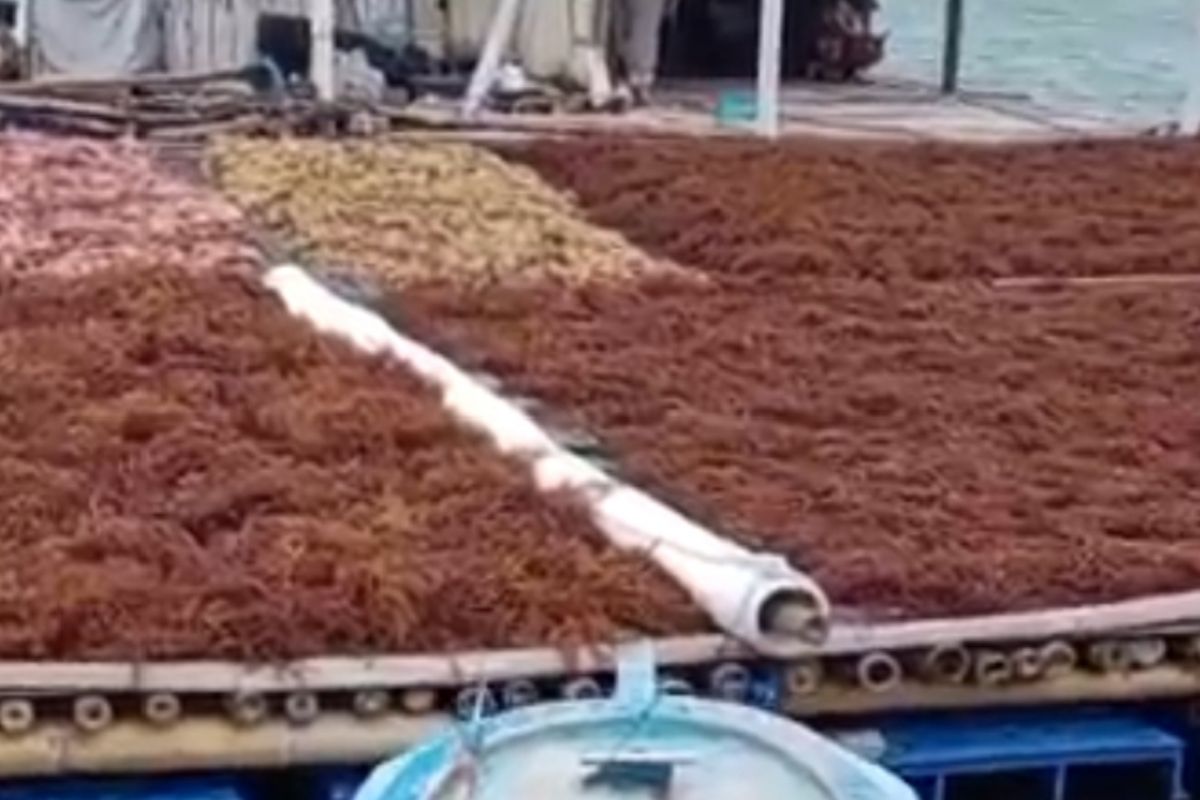Thousand Islands promotes seaweed cultivation for economic opportunities