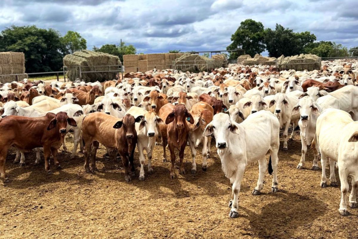 Dharma Jaya Intensifies Development of Local Cattle Supply