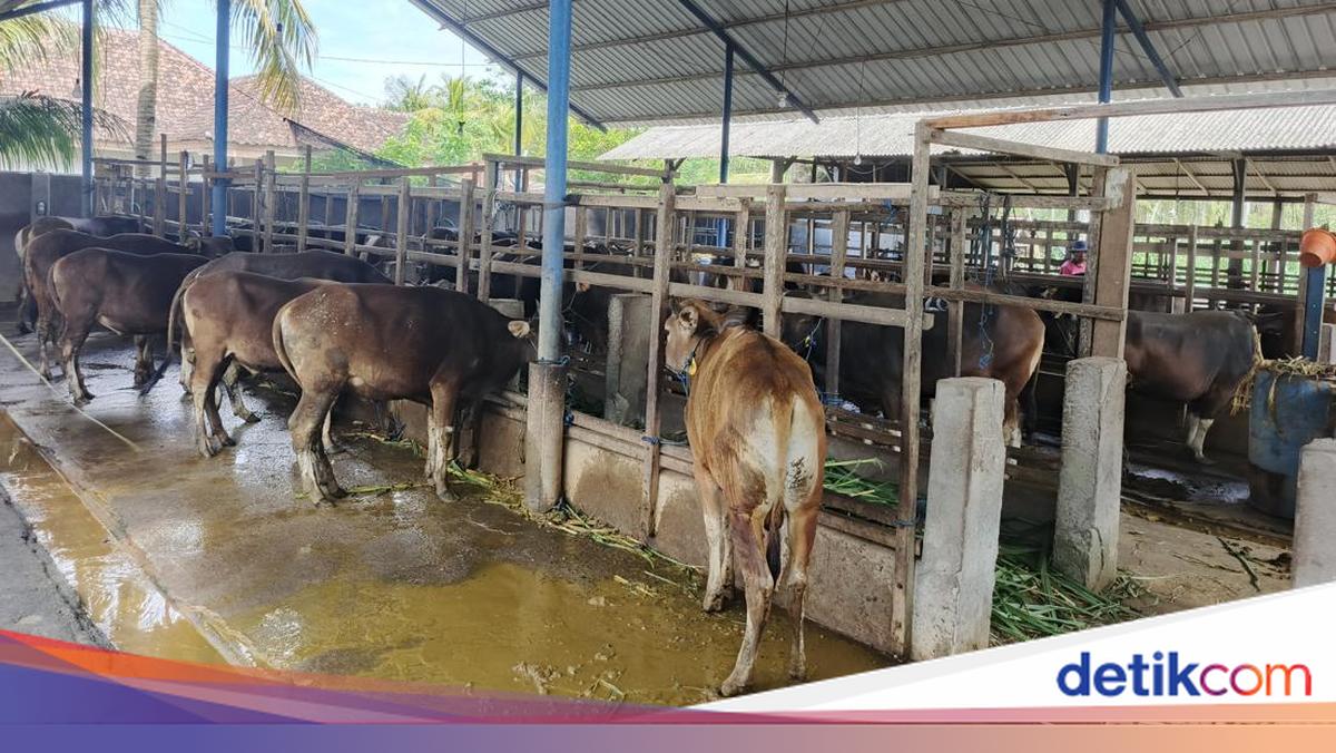 Bali Cattle Export Quota Exhausted, Jembrana Farmers Anxious Over Price Drop