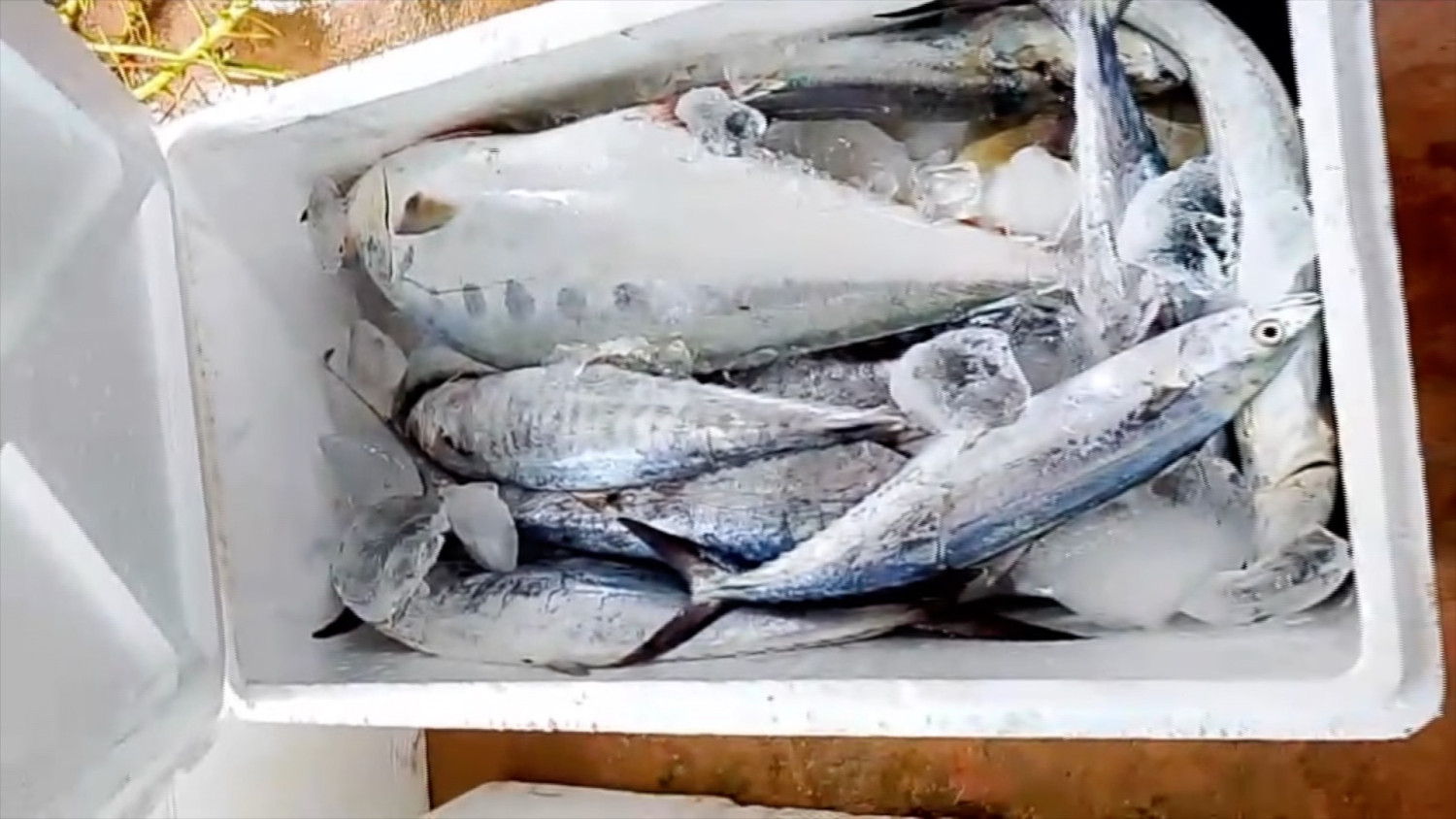 Rempang Eco City Producer Cooperative Ready to Distribute Fish from KNMP