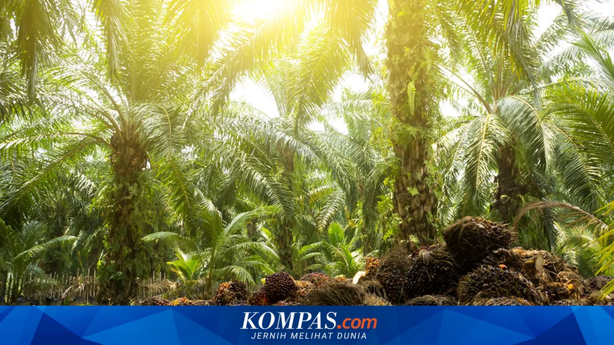 Indonesia Adds Palm Oil Genetic Resources from Tanzania, Here's the Purpose