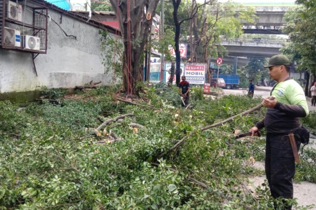 South Jakarta Parks and City Forest Office Trims 25 Trees in Kebayoran Lama