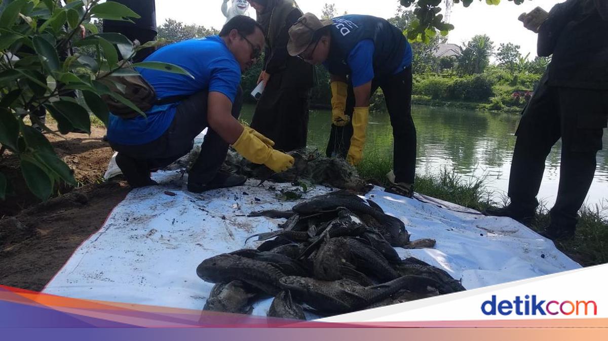 DIY Regional Government Eradicates Sailfin Catfish in Kalibayem Swamp, Bantul