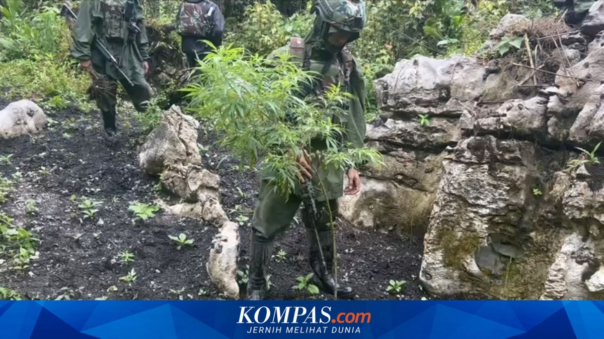 TNI Suspects OPM Involvement Behind Cannabis Plantations in Bintang Mountains