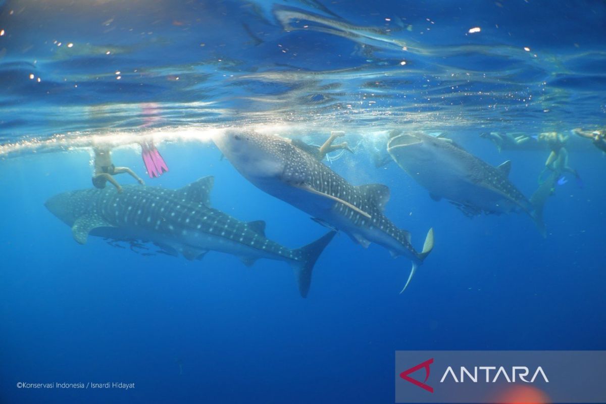 NTB Provincial Government Designates Saleh Bay as Conservation Area
