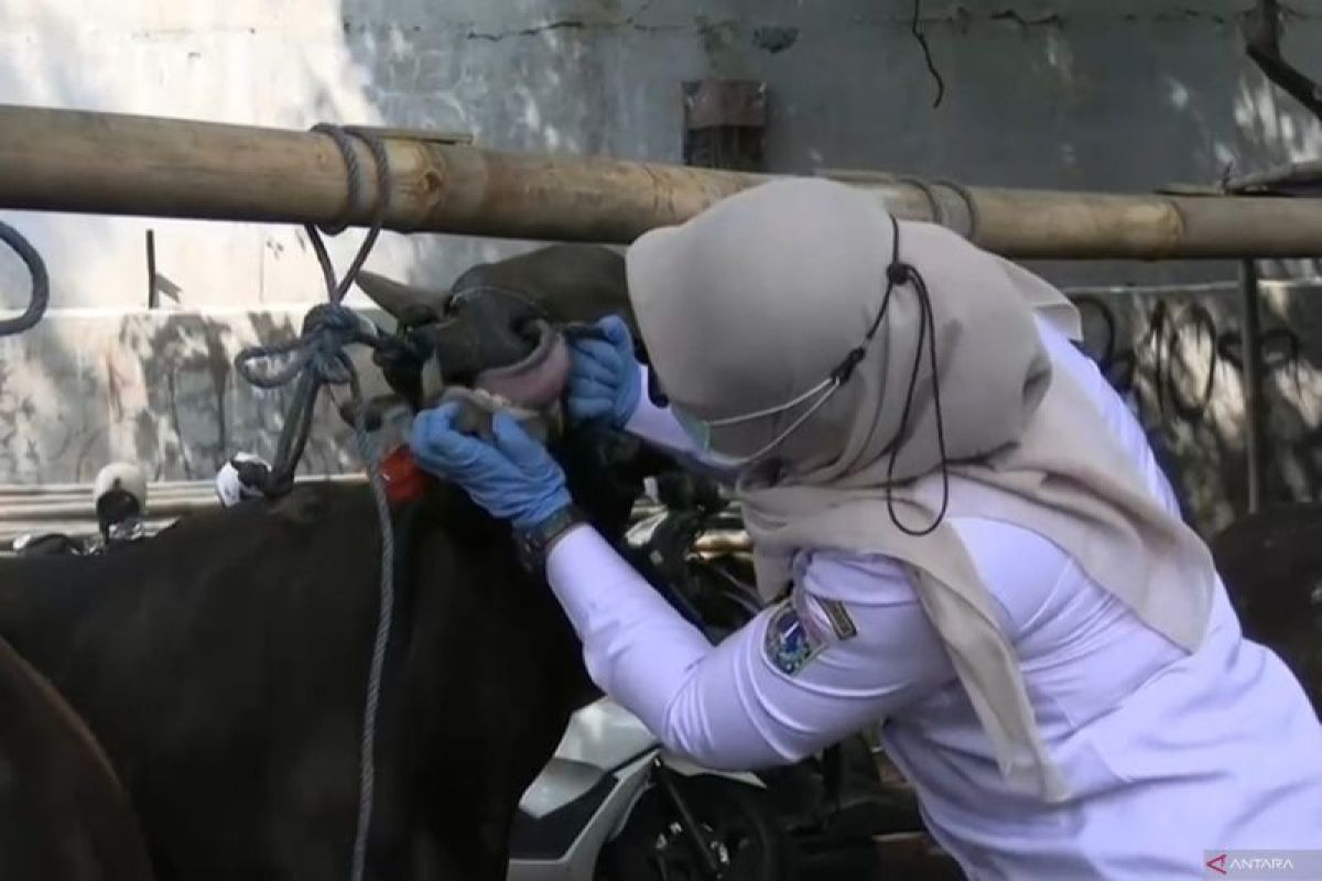 Ahead of Eid al-Adha, West Jakarta KPKP Inspects Sacrificial Animals at Palmerah TPnHK