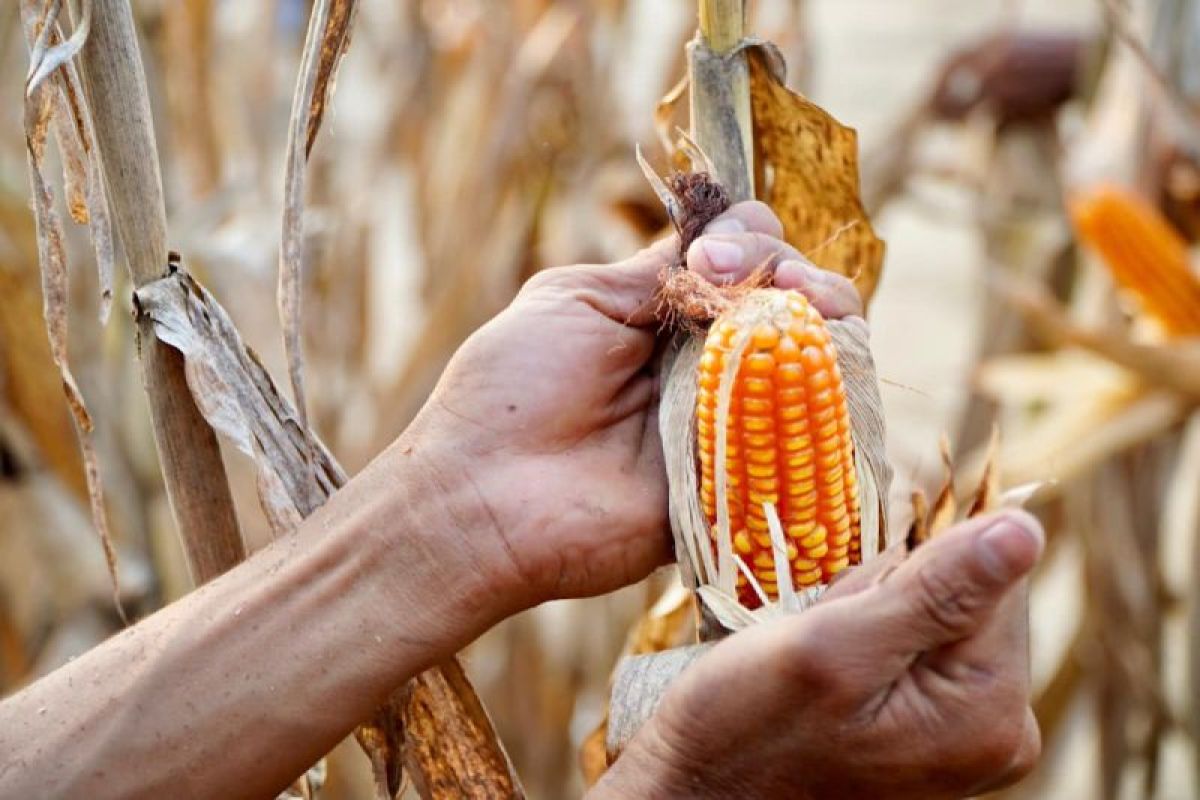 Bapanas states that the corn feed SPHP programme targets 5,000 farmers