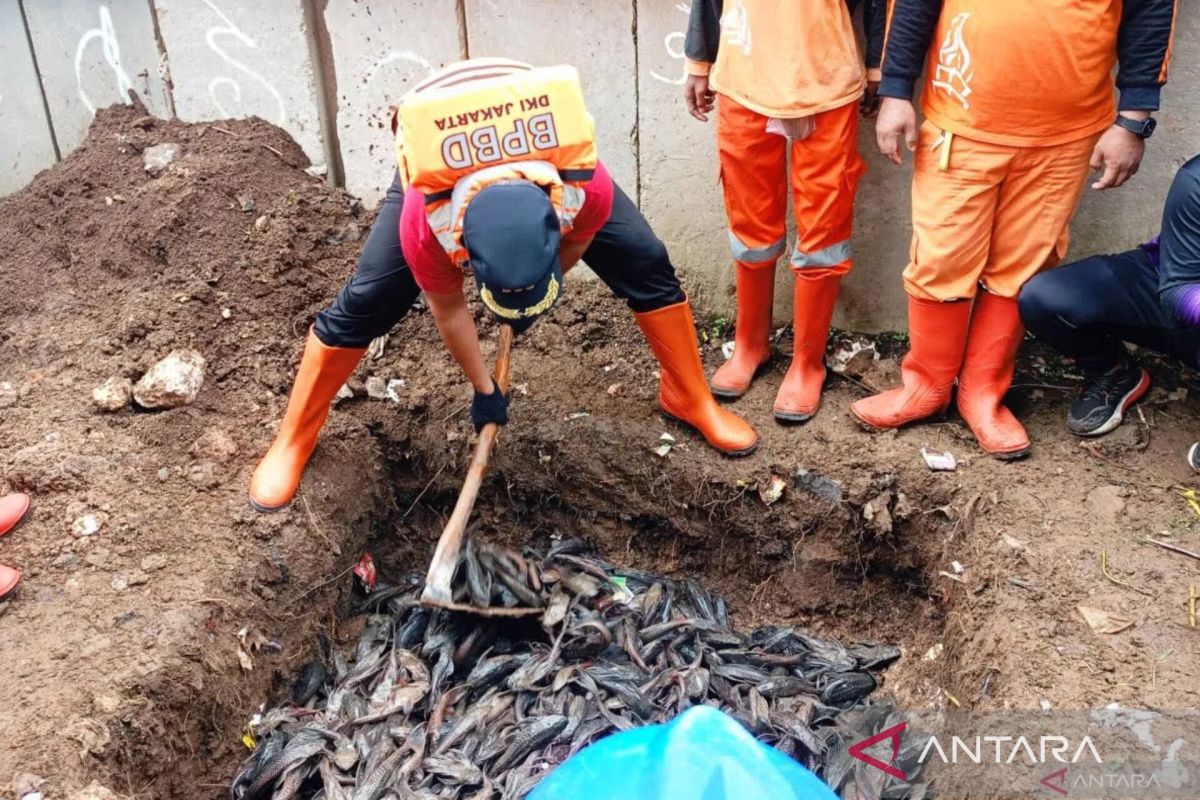 DKI Food Security Agency Highlights Findings of Harmful Bacteria in Plecostomus Fish