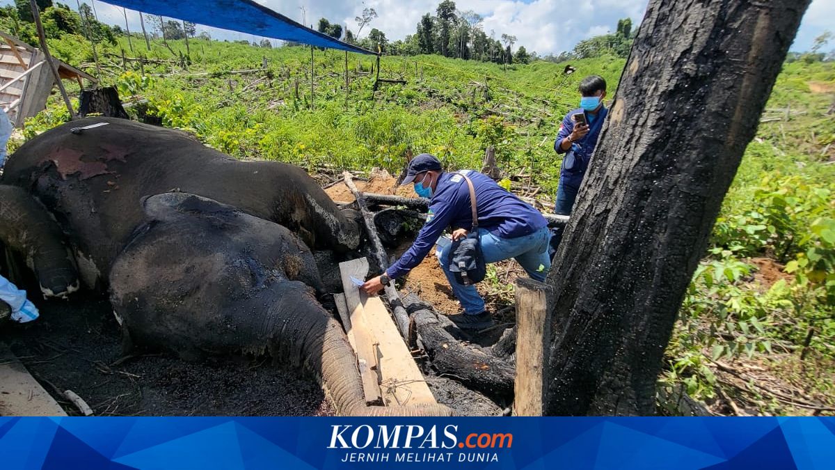 Forestry Minister Revokes Two Forest Utilisation Permits Following Death of Two Elephants in Bengkulu