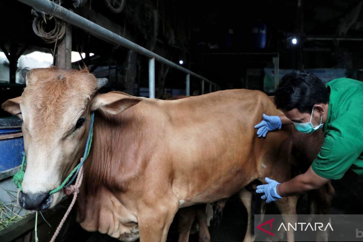 East Jakarta KPKP Sub-District Office Ensures 60 Sacrificial Cows in Duren Sawit Are Healthy